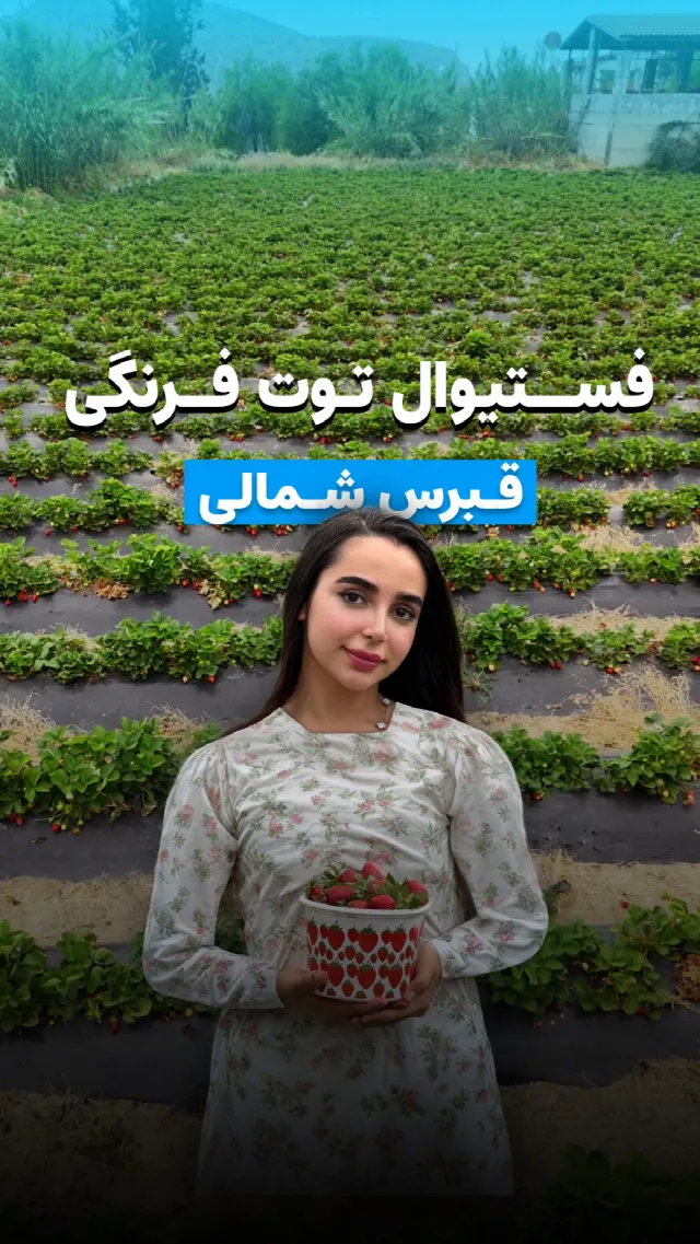 فستیوال توت فرنگی